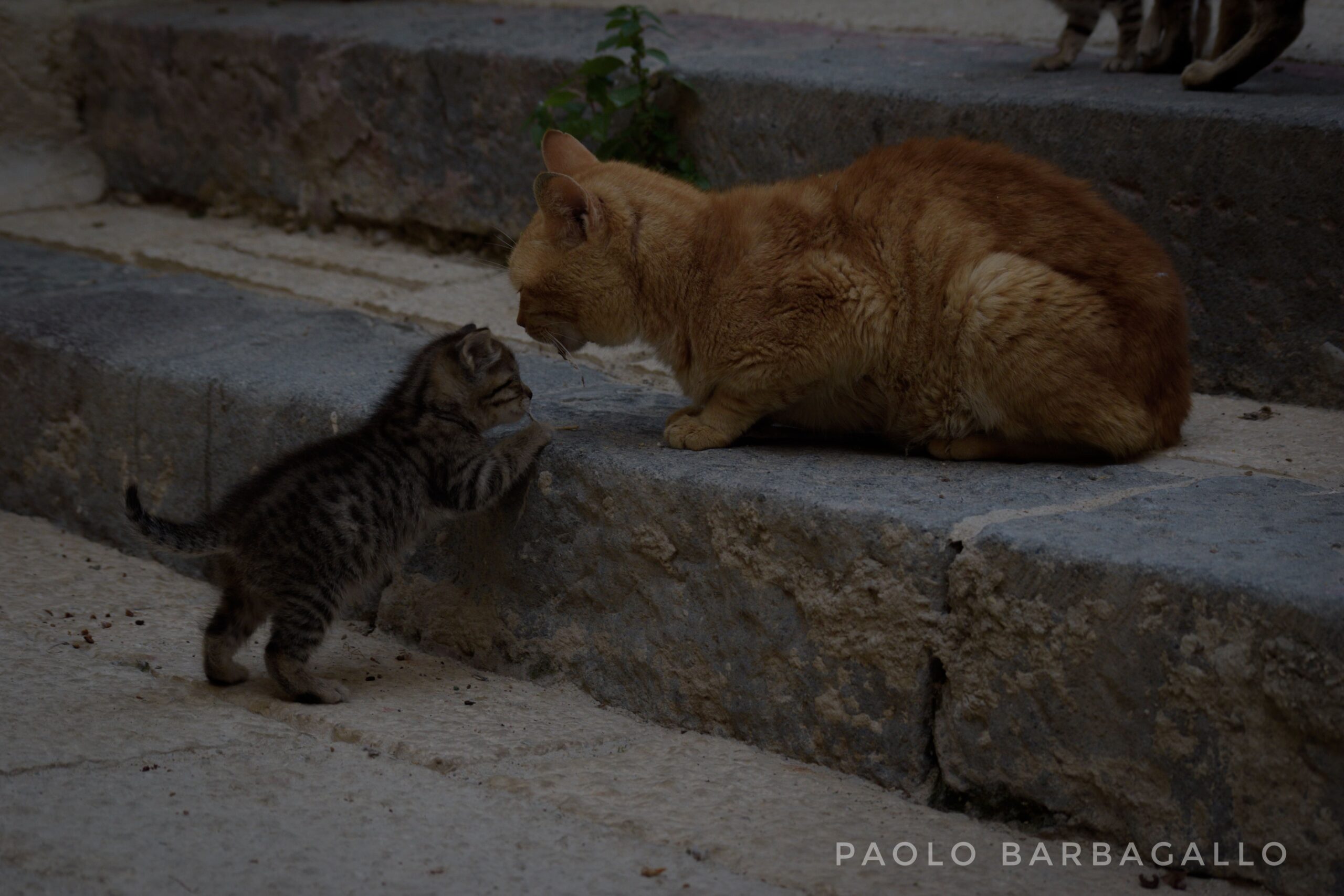 Uno di due gattini che, mentre tenta di salire un gradino, si ritrova sua madre di fronte.