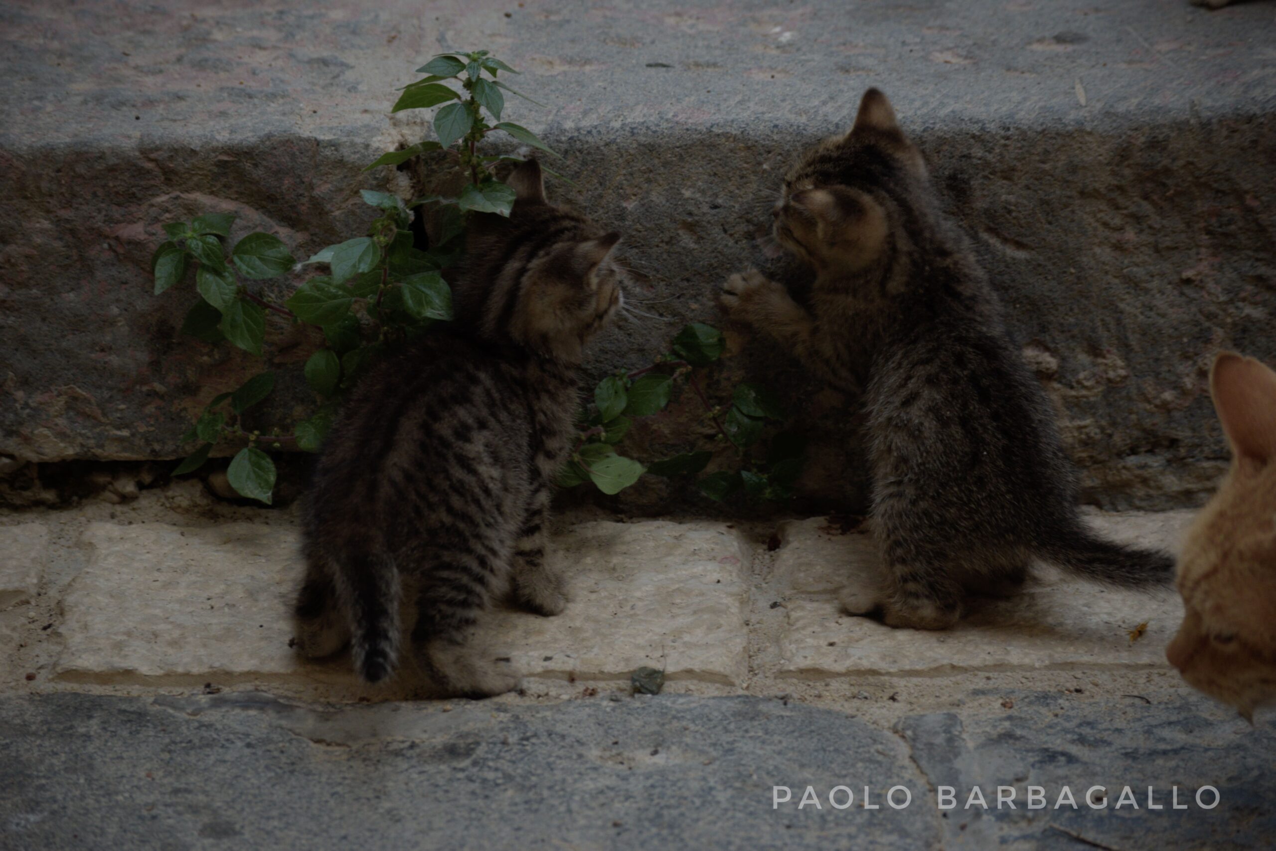 Due gattini tentano di salire un gradino di scale insieme con la gatta madre che li guarda.