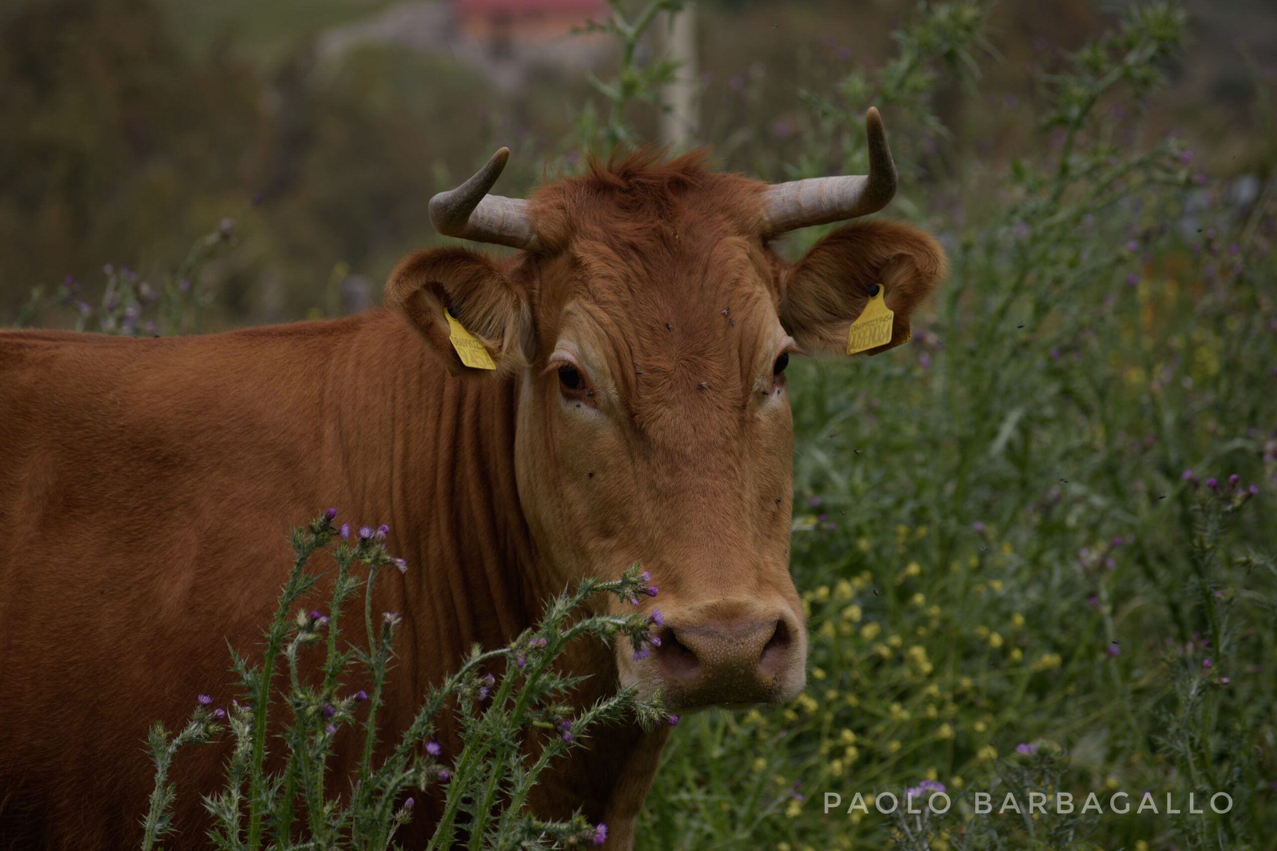 Una mucca etichettata vive tranquilla e rilassata, che pascola in un campo, appartenente ad un allevamento controllato e sicuro. 