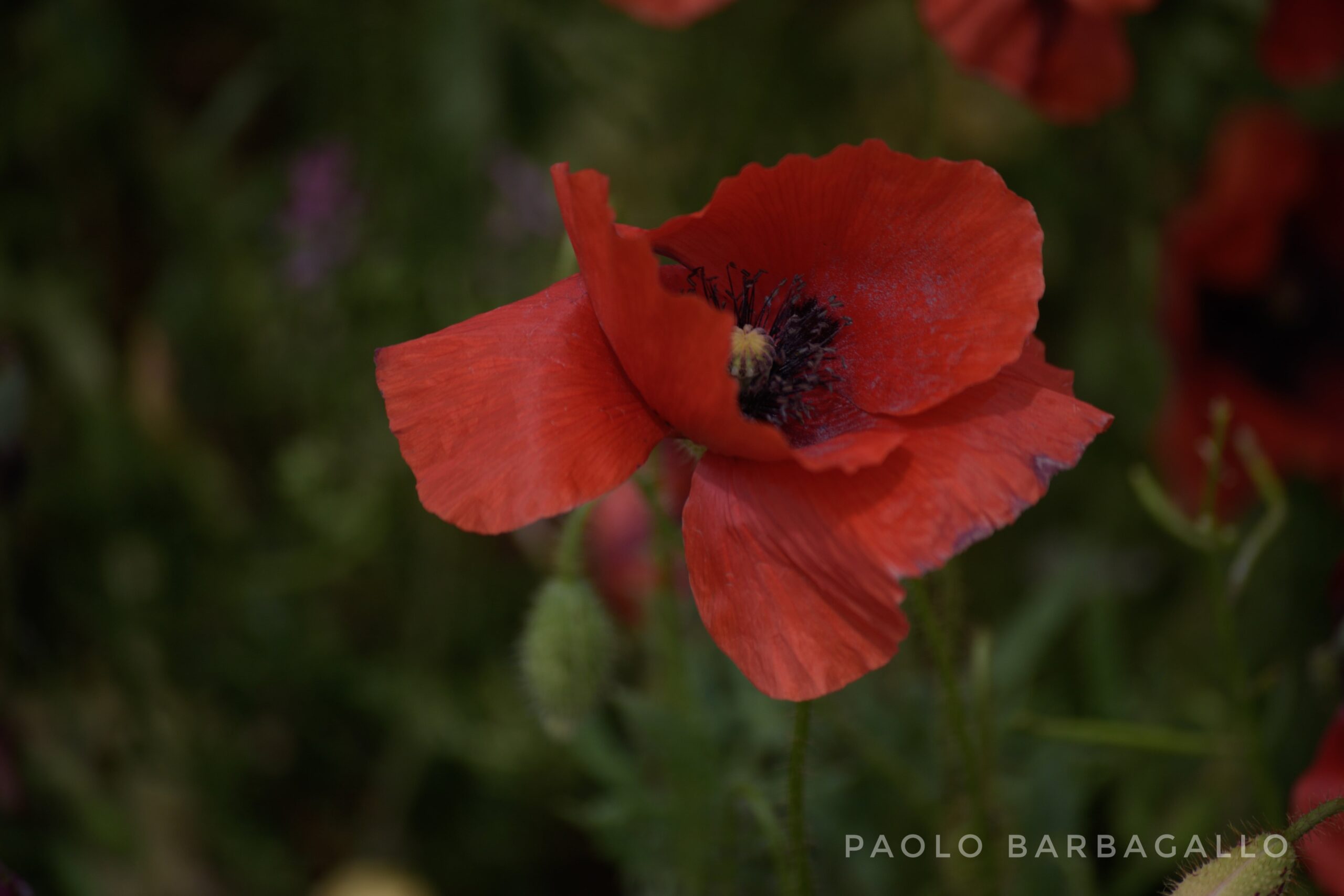 Un fiore rosso, che sboccia vigorosamente, dall'aspetto vivido e stupendo che mostra la bellezza della vita nella natura incontaminata.