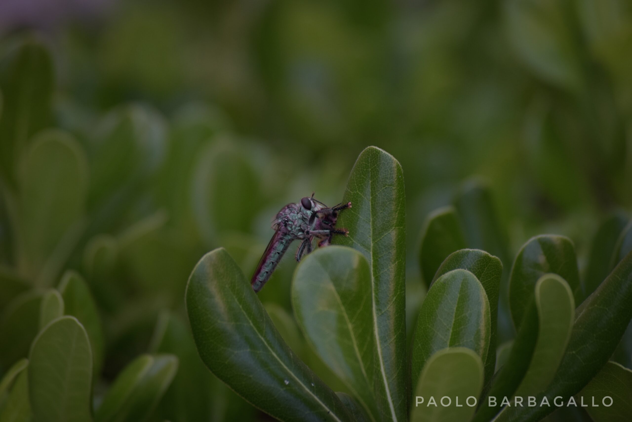 Un'insetto dai colori forti si porge su una pianta, evidenziando il contrasto di colori della vita nella natura.