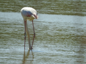 Un fenicottero, rivestito da piume bianche e rosa, dalle lunghe e sottili zampe si muove nell'acqua.