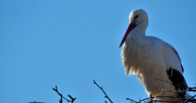 Cicogna