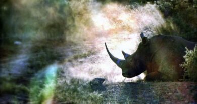 Rinoceronti Fonte: @rhinorescueproject su Instagram, https://www.instagram.com/p/Bzu4SldA-Fq/?igsh=MWV2c2Y5c285NzBuag==